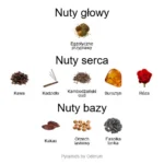 Golden Dallah ekstrakt perfum - piramida zapachów