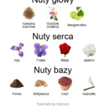 Irisss ekstrakt perfum - piramida zapachów