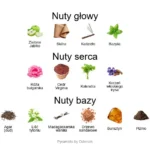 Alexandria Orientale ekstrakt perfum - piramida zapachów