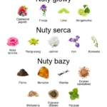 Damarose ekstrakt perfum - piramida zapachów