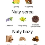 Homme ekstrakt perfum - piramida zapachów