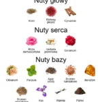 Epic 56 Woman ekstrakt perfum - piramida zapachów