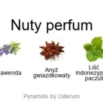 Blue Cypress ekstrakt perfum - piramida zapachów