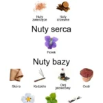 Cuoium ekstrakt perfum - piramida zapachów