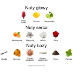 Ingenious Ginger ekstrakt perfum - piramida zapachów