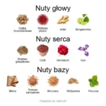 Island Lush ekstrakt perfum - piramida zapachów