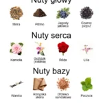 Cor Gentile ekstrakt perfum - piramida zapachów