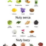 Erolfa EDP - piramida zapachów
