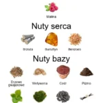 Terroni ekstrakt perfum - piramida zapachów