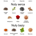 Curaro ekstrakt perfum - piramida zapachów