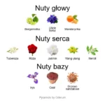 Fleurissimo EDP - piramida zapachów