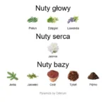 Viride ekstrakt perfum - piramida zapachów