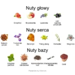 F. da Montefeltro ekstrakt perfum - piramida zapachów