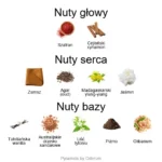 Silky Woods ekstrakt perfum - piramida zapachów