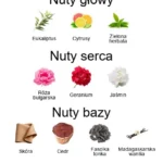 Isotta ekstrakt perfum - piramida zapachów