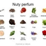 Silky Woods Elixir ekstrakt perfum - piramida zapachów