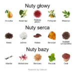Lucrethia ekstrakt perfum - piramida zapachów