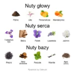 Malatesta ekstrakt perfum - piramida zapachów