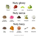 Mandragola ekstrakt perfum - piramida zapachów