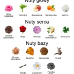 Coco EDT - piramida zapachów