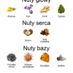 Le Beau Le Parfum EDP - piramida zapachów