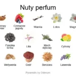 Psiche ekstrakt perfum - piramida zapachów
