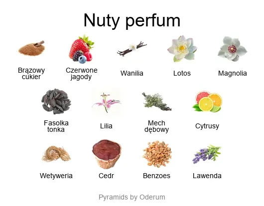 V Canto Psiche ekstrakt perfum - piramida zapachów