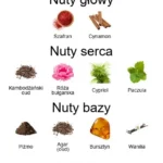 Sigismondo ekstrakt perfum - piramida zapachów
