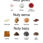 Tubereuse Nue EDP - piramida zapachów