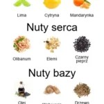 Search EDP - piramida zapachów