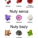 Cherry Punk EDP - piramida zapachów