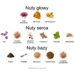 Star Musk ekstrakt perfum - piramida zapachów