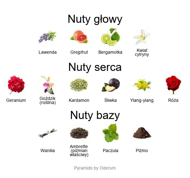 Xerjoff Regio EDP - piramida zapachów