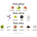XXY ekstrakt perfum - piramida zapachów