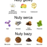 Elle ekstrakt perfum - piramida zapachów