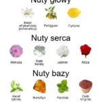 Oesel ekstrakt perfum - piramida zapachów