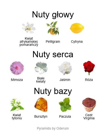 Xerjoff Oesel ekstrakt perfum - piramida zapachów
