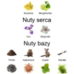 Unspoken Musk esktrakt perfum - piramida zapachów