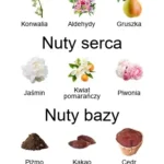 Don't Get Me Wrong Baby, Yes I Do EDP - piramida zapachów