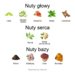 Outrageous! EDT - piramida zapachów koło aromatów