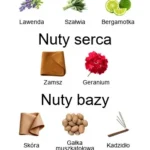 Endymion Concentre EDP - piramida zapachów koło aromatów