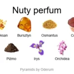 Ambre Royal ekstrakt perfum - piramida zapachów